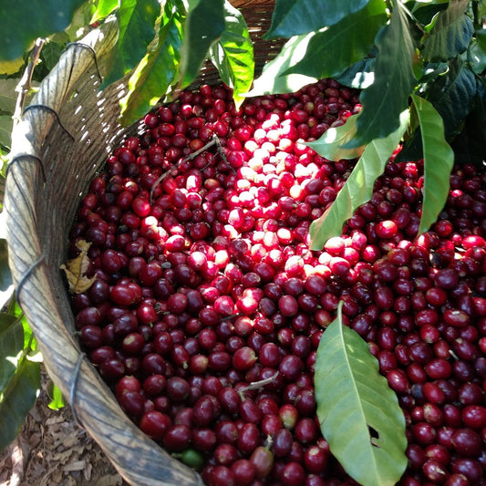 Get to Know Your Coffee - Mexican Chiapas