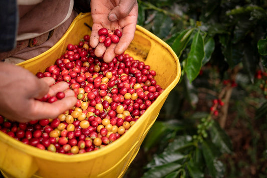 Get To Know Your Coffee - Colombia Supremo